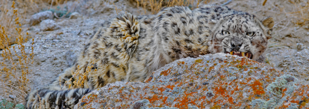 wildlife ladakh