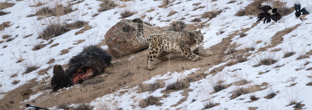 wildlife ladakh