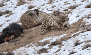 Snow leopard trek in Ladakh