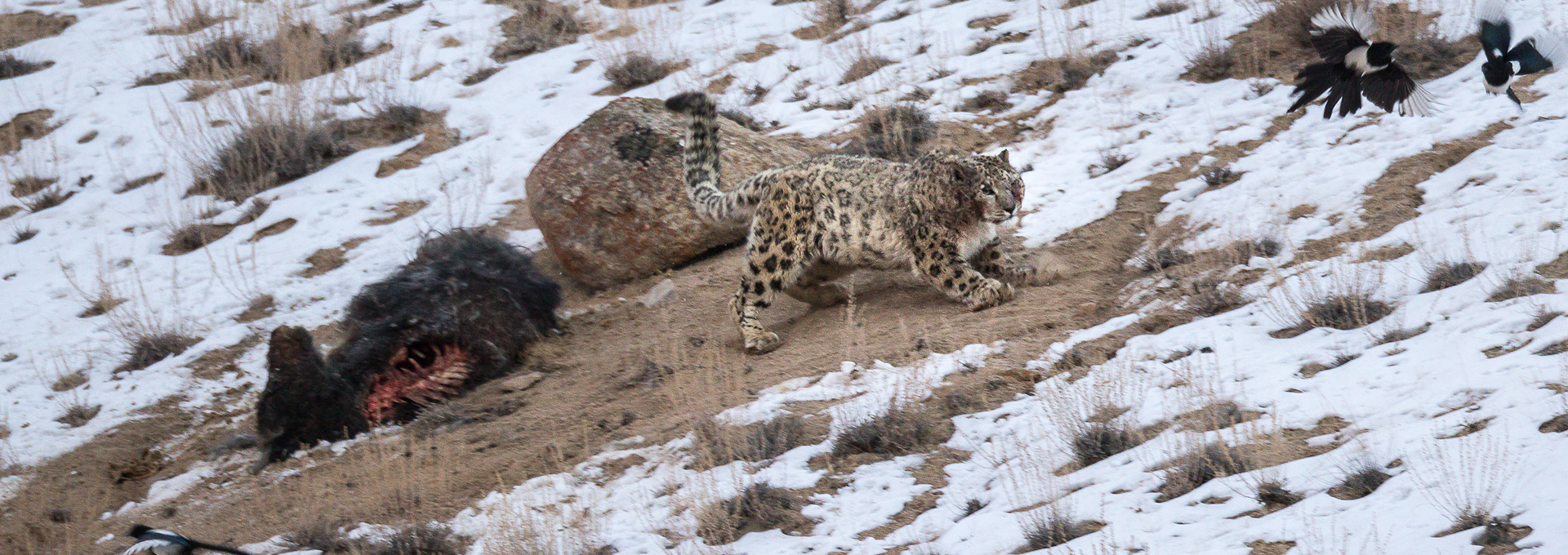 Snow leopard trek in Ladakh