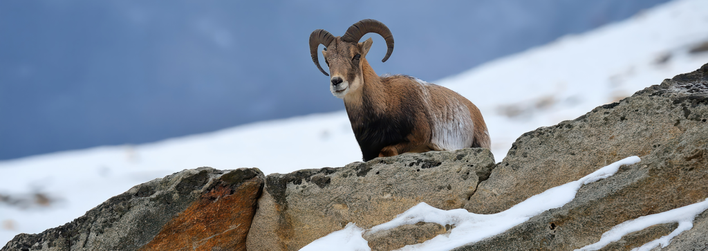 wildlife ladakh