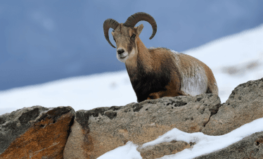 wildlife ladakh